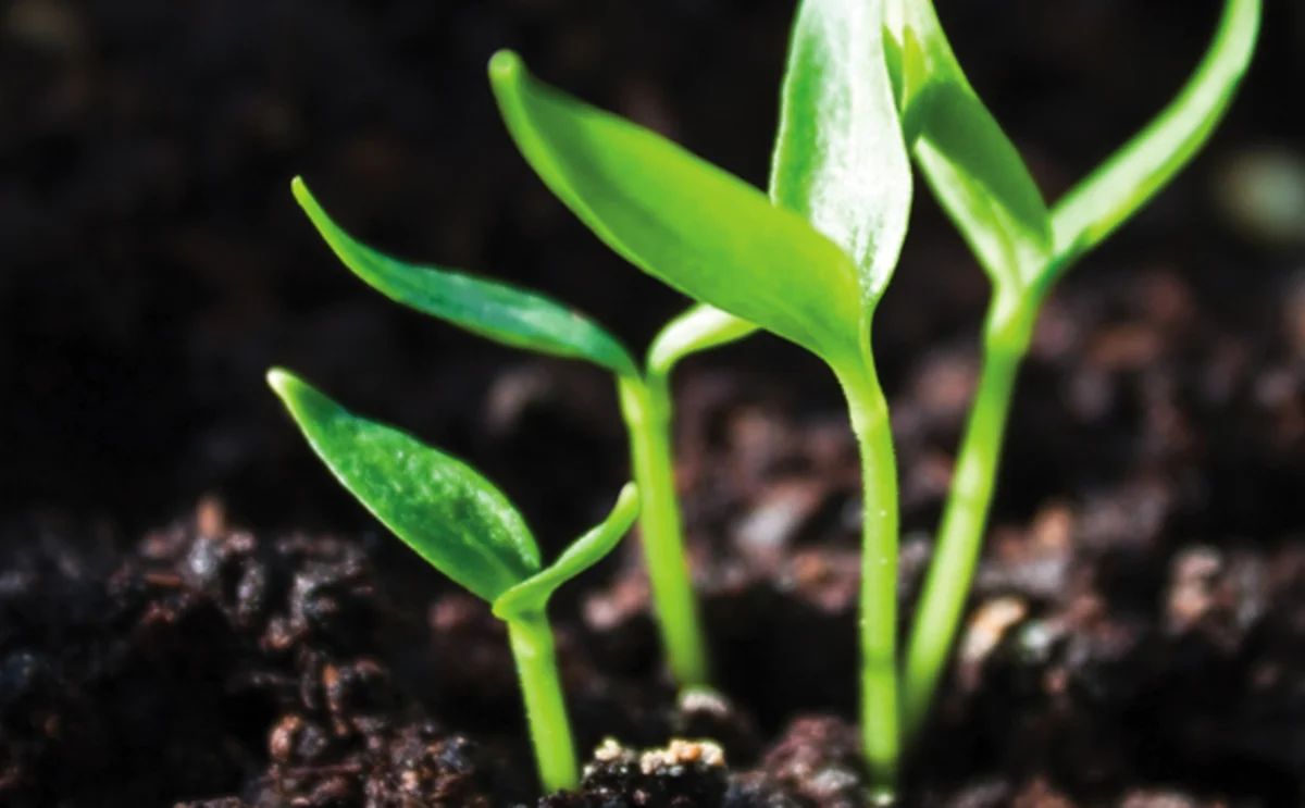Hungary’s central bank to maintain active green programme